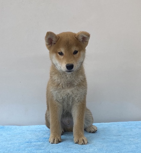 可愛い顔の柴オス3/26生・長野県 犬の販売 9839