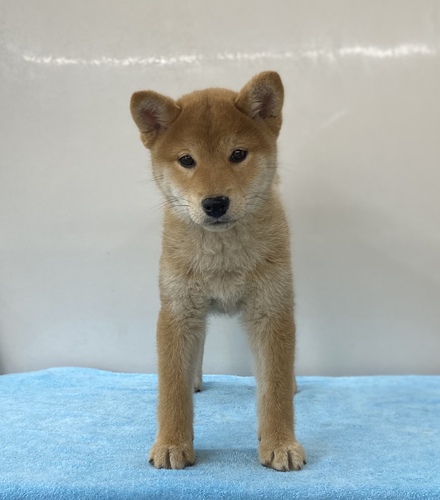 可愛い顔の柴メス3/26生・長野県上田市 犬の販売 9840