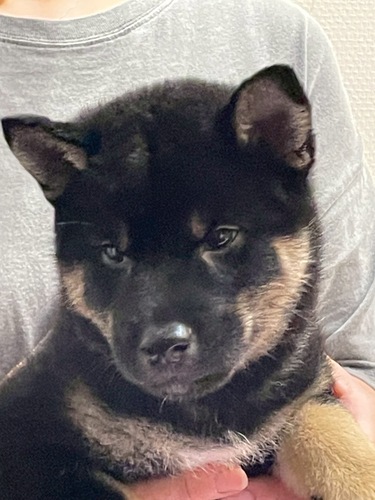 柴犬・豆柴 犬の販売・譲渡 9841 ⭐️元気いっぱいの男の子⭐️