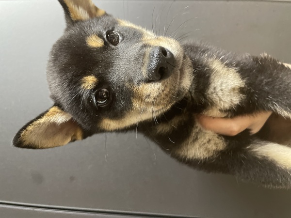 柴犬・豆柴 犬の販売・譲渡 9842 可愛い黒柴くん