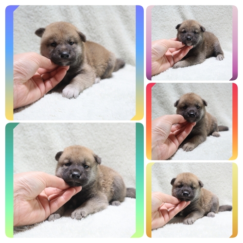 柴犬・豆柴 犬の販売・譲渡 9843 ●赤柴の男の子・女の子 - 総額価格です●