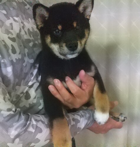 柴犬・豆柴 犬の販売・譲渡 9844 黒柴犬子犬(メス)血統書付