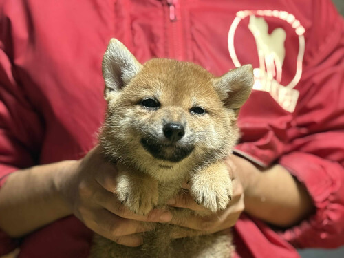 お父さん本部賞犬^ー^お母さん実績アリ! 犬の販売 9845