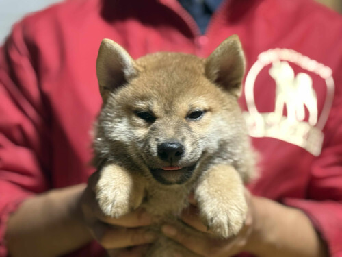 柴犬・豆柴 犬の販売・譲渡 9846 お父さん本部賞犬^ー^お母さん実績アリ!