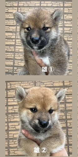 柴犬・豆柴 犬の販売・譲渡 9847 ぜひ家族に迎えて下さいませ!!
