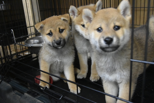 柴犬・豆柴 犬の販売・譲渡 9848 4月30日生まれの男の子3頭