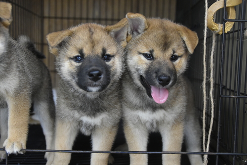 柴犬・豆柴 犬の販売・譲渡 9849 4月29日生まれの男の子2頭