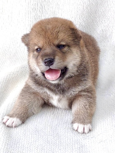 柴犬・豆柴 犬の販売・譲渡 9850 可愛い男の子