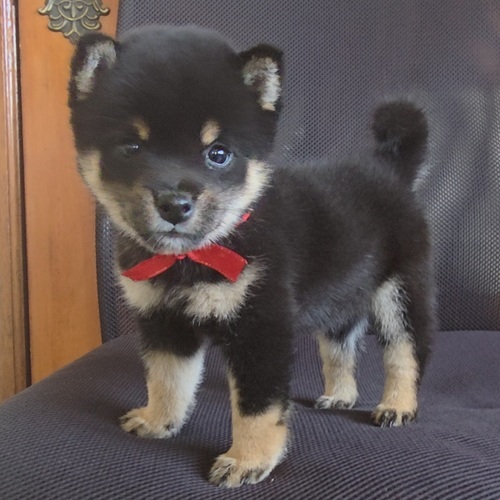 柴犬・豆柴 犬の販売・譲渡 9852 ★小柄でタヌキ顔の★豆柴犬女の子★
