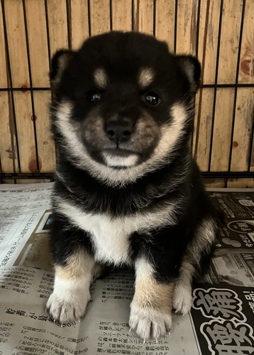 柴犬・豆柴 犬の販売・譲渡 9858 豆柴タイプの綺麗な女の子♪