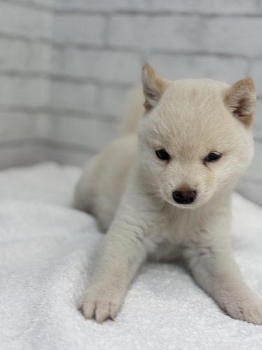 柴犬・豆柴 犬の販売・譲渡 9859 白8370