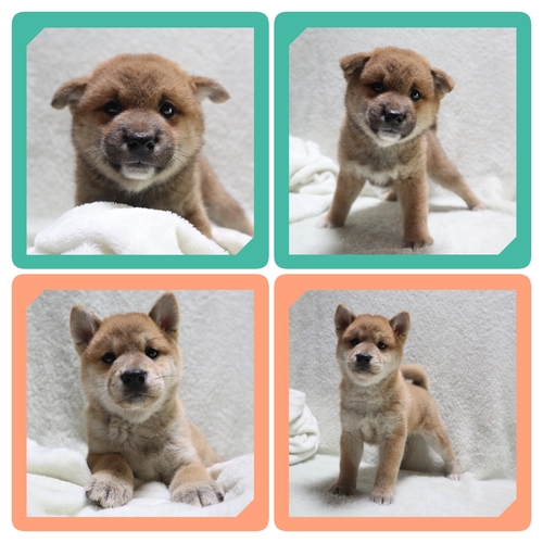 柴犬・豆柴 犬の販売・譲渡 9860 ●赤柴の男の子・女の子・総額価格です●