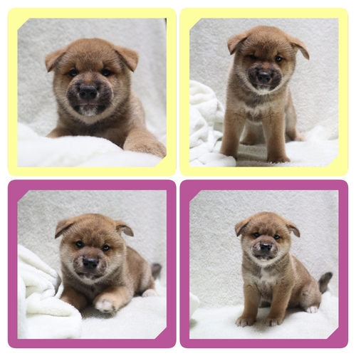 柴犬・豆柴 犬の販売・譲渡 9861 ●赤柴の男の子・女の子・総額価格です●