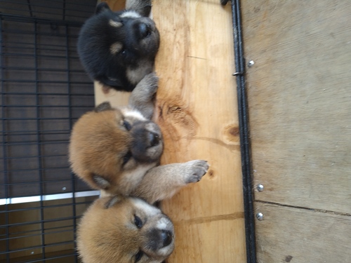 柴犬・豆柴 犬の販売・譲渡 9863 血統優秀な子犬達