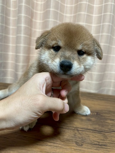 柴犬・豆柴 犬の販売・譲渡 9866 6/21産まれの人懐こい兄妹の男の子