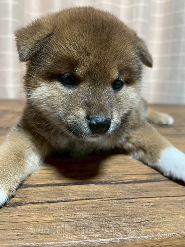 柴犬・豆柴 犬の販売・譲渡 9867 6/21産まれの超キュートな兄妹の女の子