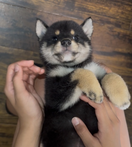 柴犬・豆柴 犬の販売・譲渡 9868 黒柴の女の子