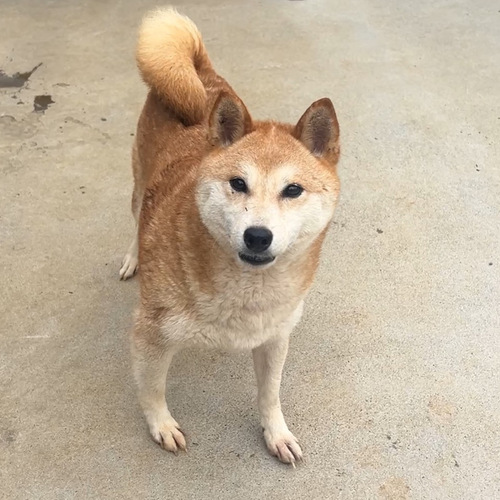 柴犬・豆柴 犬の販売・譲渡 9869 2歳の可愛い柴犬の女の子