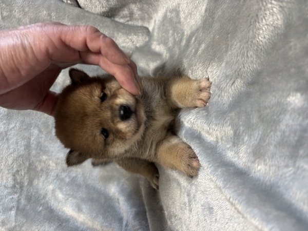 柴犬・豆柴 犬の販売・譲渡 9874 可愛い柴 赤
