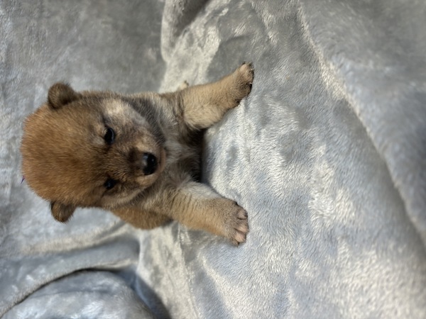 柴犬・豆柴 犬の販売・譲渡 9875 可愛い柴 紫