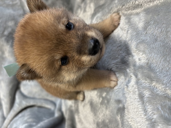 柴犬・豆柴 犬の販売・譲渡 9876 可愛い柴 緑