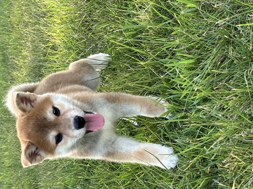 柴犬・豆柴 犬の販売・譲渡 9877 可愛い男の子