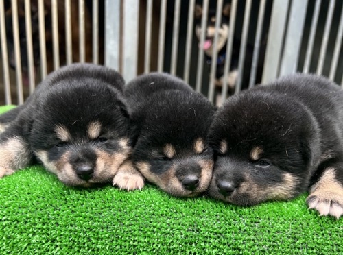 柴犬・豆柴 犬の販売・譲渡 9879 9月末沢山生まれるので格安販売します。