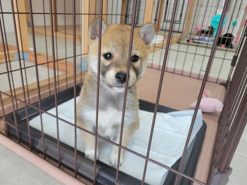 柴犬・豆柴 犬の販売・譲渡 9880 わりとこぶりな男の子