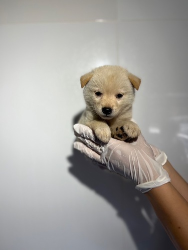 柴犬・豆柴 犬の販売・譲渡 9884 白4707