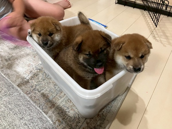 飼い主様募集中 犬の販売 9885