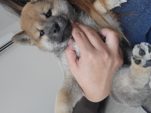 柴犬・豆柴 犬の販売・譲渡 9886 かわいい赤柴