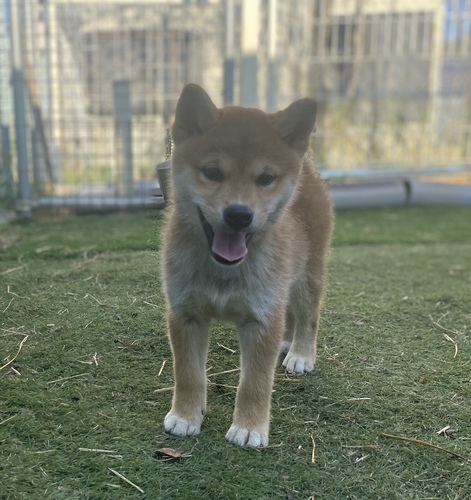 柴犬・豆柴 犬の販売・譲渡 9888 6/28生・柴女の子・長野県