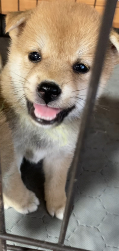柴犬・豆柴 犬の販売・譲渡 9890 熊本柴犬