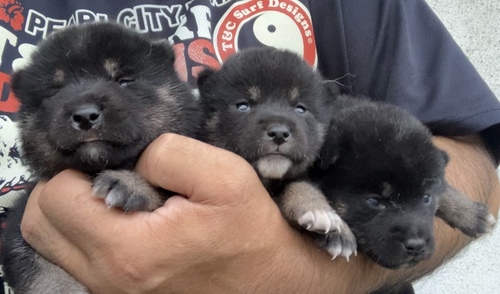 柴犬・豆柴 犬の販売・譲渡 9891 黒柴の男の子&女の子