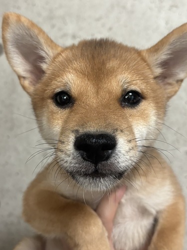 柴犬・豆柴 犬の販売・譲渡 9893 豆柴