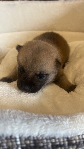 柴犬・豆柴 犬の販売・譲渡 9900 9/23までに見学、お迎えの場合のお値段♪