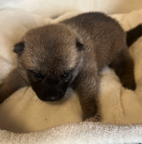 柴犬・豆柴 犬の販売・譲渡 9903 9/23までに見学、お迎えの場合のお値段♪