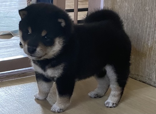 柴犬・豆柴 犬の販売・譲渡 9907 6代目の豆柴レディー