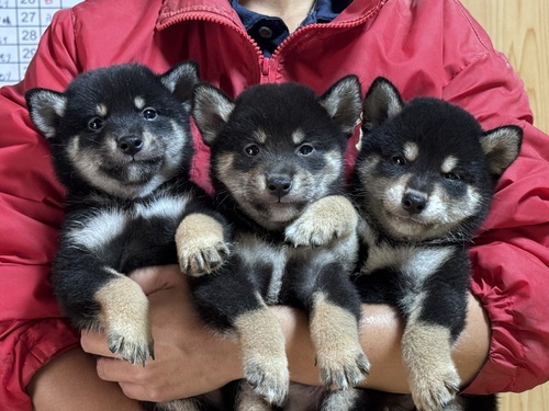 柴犬・豆柴 犬の販売・譲渡 9913 可愛い仔犬黒毛オスメス