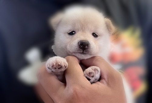 柴犬・豆柴 犬の販売・譲渡 9914 白柴の女の子
