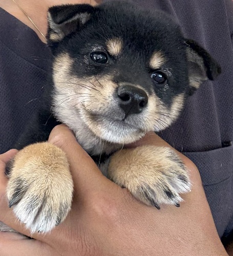 柴犬・豆柴 犬の販売・譲渡 9915 黒柴の女の子