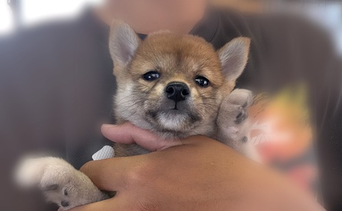 柴犬・豆柴 犬の販売・譲渡 9916 赤柴の小さい女の子