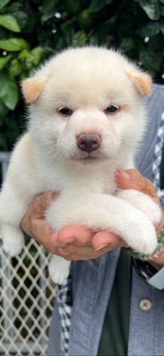 柴犬・豆柴 犬の販売・譲渡 9917 ★★★白柴の可愛い男の子★★★