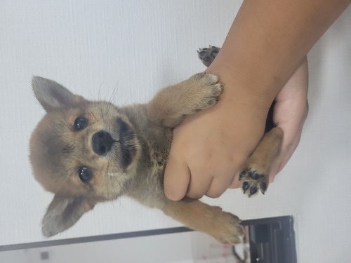柴犬・豆柴 犬の販売・譲渡 9918 豆柴みたいに小さい男の子