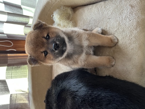柴犬・豆柴 犬の販売・譲渡 9921 濃い色の可愛い子