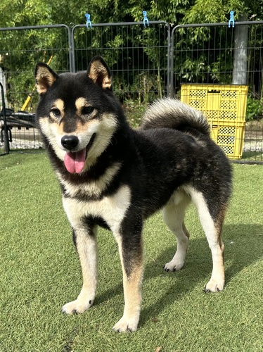柴犬・豆柴 犬の販売・譲渡 9924 柴の男の子