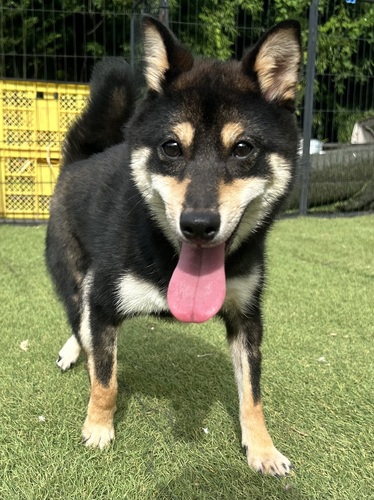 柴犬・豆柴 犬の販売・譲渡 9925 柴の女の子