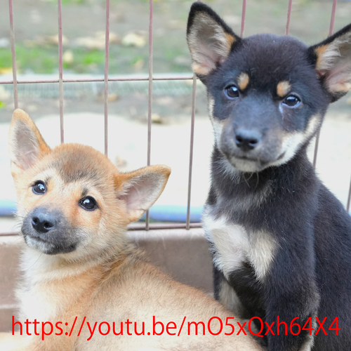 柴犬・豆柴 犬の販売・譲渡 9926 豆柴サイズの可愛い男の子です。