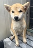 柴犬・豆柴 子犬 探す 11/2までにご見学、お... 9928