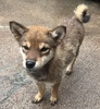 柴犬・豆柴 子犬 探す 11/2までにご見学、お... 9929